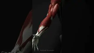 Muscles of the forearm #3danatomy #muscles #forearms #anatomy
