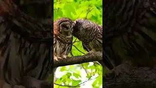 Owl Love Mood ! Ahat does it mean, dia dhui, Brid ! #4k  #Shorts  #AdivashiVlogerRanjeetmangi