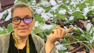 Vegetables For Fall and Winter Growing | Planting Rutabaga -Swede
