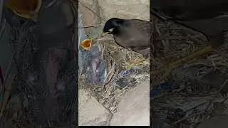 Feeding Time for Hungry Myna Chicks (p4)#viral #trending #shorts feed #shorts