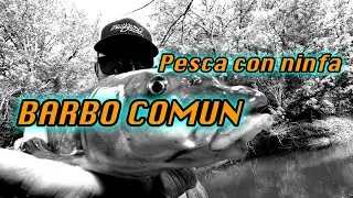 Pesca de barbos a mosca en rio