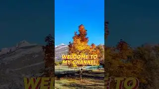 #france#shorts#arbre##shortvideo#printemps#nature#beautifultree#Spring#