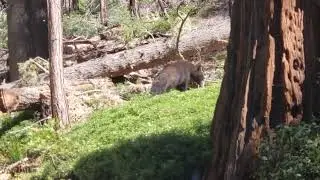 Black Bear in Yosemite Mariposa Grove
