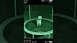 Security Cam Catches Cat Bouncing on Trampoline at Night!
