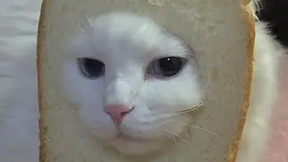 Meow-tertainment: The Funniest Cat Videos of 2024 for Non-Stop Laughter! 🐾😻
