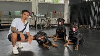MELATIH 3 ANJING ROTTWEILER ‼️ CUKUP JADI LEADER UNTUK MEMBUAT MEREKA JADI NURUT