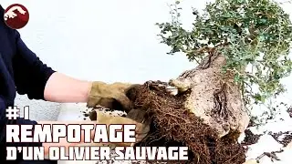 Rempotage d'un Olivier Sauvage - Épisode 1 - 🌱 NEJIKAN BONSAI 🌱