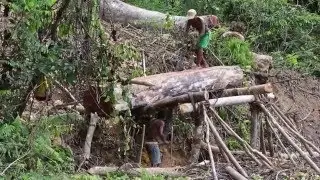 LES SCIEURS DE PLANCHES DE SAVA DE MADAGASCAR