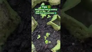 Tips 😍 Growing wild strawberries from seed to seedling 🌱 Amazing #gardeningvlog #shorts