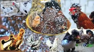 Altay, Barnaul Altai Bantam chickens Hen with chicks Алтай, Барнаул Алтайская Бентамка 2017
