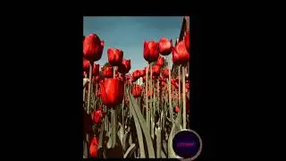 [FREE Drip Beat] &ldquo;J&H&rdquo;, [Brysont Tiller type beat] | Late Night Beats
