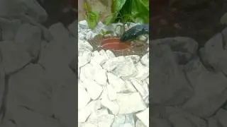 easy snake trap home made technology । #shorts #snake