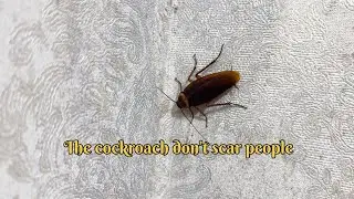 The cockroach don&rsquo;t scar of people #insects #naturelovers #nature #youtubevideo #youtube #reels 
