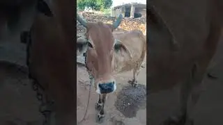 desi cow 🐄 #cow #cowvideos #cowlove #kankrejcow #desicow
