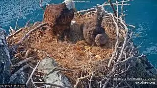 Two Harbors Eagle & eaglette bandicam 2022-05-09 13-03-03-905