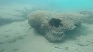 Buceo en Playa del Francés