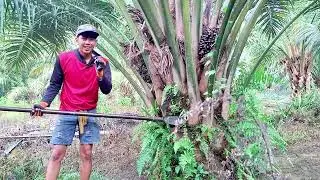 Pruning kelapa sawit teknik jos untuk menirit tenaga#rekomendasi #bangdewa150 #sawit #petani 