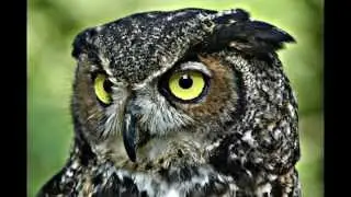 Wise Owl Pictures: HD Slideshow