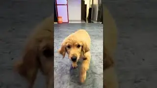 Entertainment Batao Ye kutta bolta Hai Dog #goldenretriever #entertainment #akshaykumar #doglover