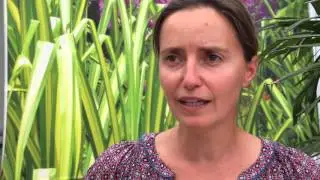 INNOV&rsquo;ACTION - OLSTHOORN Floriculture