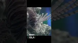 Red Lionfish is an eye-catching addition to any saltwater aquarium. #reeftank #fish #marineworldisb