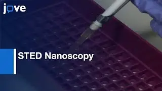 STED Nanoscopy for Immunological Synapse Visualization | Protocol Preview