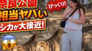 こんな楽しい公園他に無い❤️🦌笑顔を笑いが止まらない外国人観光客🌿🎌 | NARA PARK JAPAN VLOGS | Travel to Nara !! 