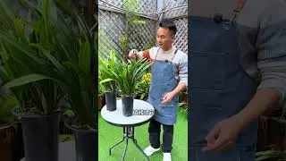 Orchids are notoriously evil#Flower cultivation#Knowledge and skills of flower