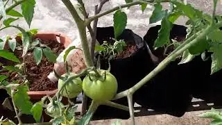 My terrace garden