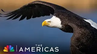 Tom Hanks Narrates the Plight of the Bald Eagle Who Can't Fish | The Americas | NBC