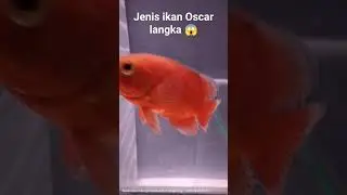 OSCAR RED CHILI IMPORT #ikan #ikanpredatorindonesia #ikanoscar #oscarfish #predator #budidaya