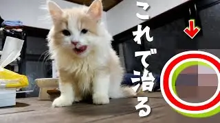 猫風邪に効く特効薬！