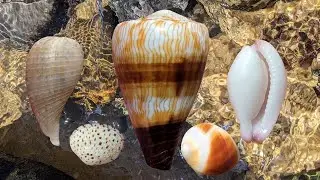 Shelling at low tide | Soldier cone, ovulid and other sea shells