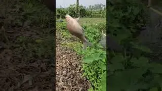 Best Hook Fishing  in pond #fishinglife _fish #fishtime