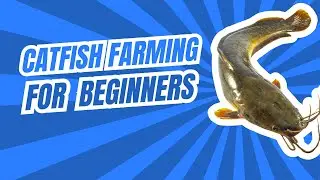 Catfish farming for beginners part 2 #fishfarming #catfishfarminginnigeria