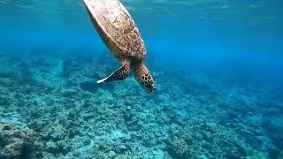 Oblu Nature Helengeli, Maldives House reef 2020