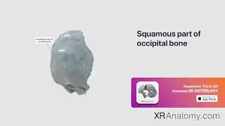 Squamous part of occipital bone