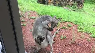 Close up with little “Legs” - And Mama with Damaged Ears - Rocky Tropix Gardening, Australia
