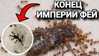 КОЛОНИЯ МУРАВЬЁВ Pheidole pallidula УМИРАЕТ! Что случилось с великой империей фей?