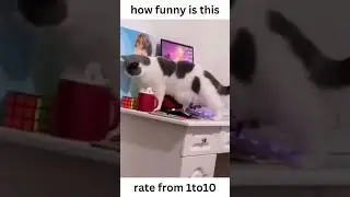 funny tiktok shorts compilation #funny #funnyshorts #tiktok #tiktokvideo #tiktokshorts #compilation