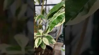 Variegated minneola tangelo fruiting
