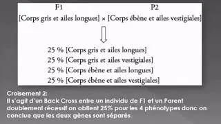 Le Dihybridisme- cas des gènes indépendants