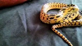 Hiss the Gopher Snake