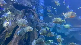 One Day, one adventure | SeaWorld Ancol 🐠🐟🐡! 