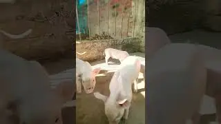 #funny #comedy #viralvideo #dance #cute #pig #viral #youtubeshorts #shorts #pig