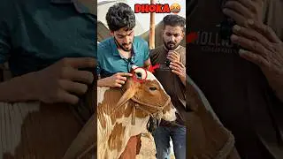 QURBANI KE JANWAR MAI DHOKA🤬#shorts #trending #viralshorts #qurbani #soda #dhoka #cow #mandi