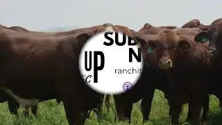 Purebred vs. Commercial Cattle: Why This Ranching Couple Chose Purebreds