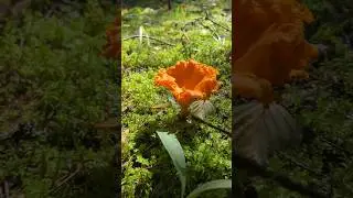 Никогда не видел таких больших лисичек. Появились опята