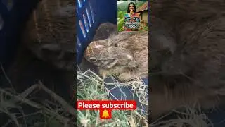 #rabbit #nature #home pets#kundelu#nature animals#gardening #farming #beautiful rabbits #ytshorts