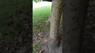 [London] Squirrel - for food [see the end]! Kensington Gardens, London, UK